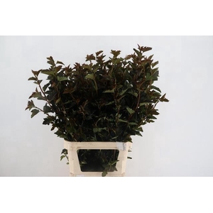 PHYSOCARPUSBLAD D. ROOD 100CM