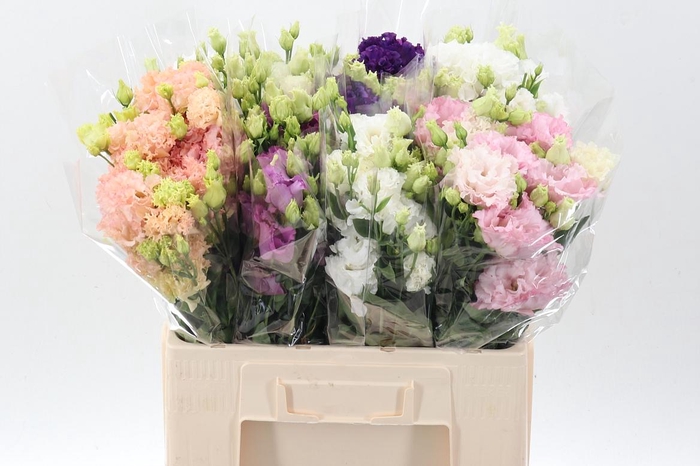 <h4>Eus G Gem In Fust</h4>