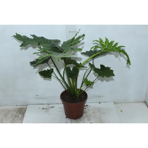 PHILODENDRON SHANGRI LA P17