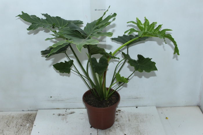 <h4>PHILODENDRON SHANGRI LA P17</h4>