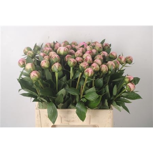 Paeo L Sarah Bernhard Pink