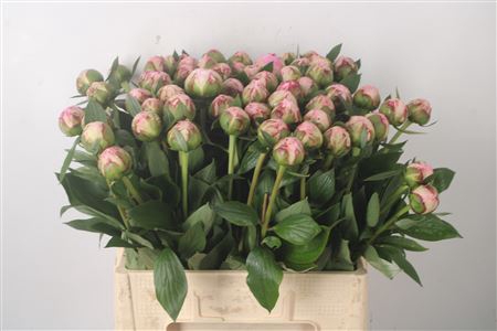 <h4>Paeo L Sarah Bernhard Pink</h4>