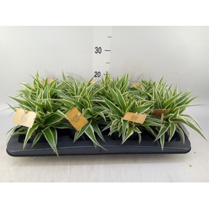 Chlorophytum com. 'Ocean'