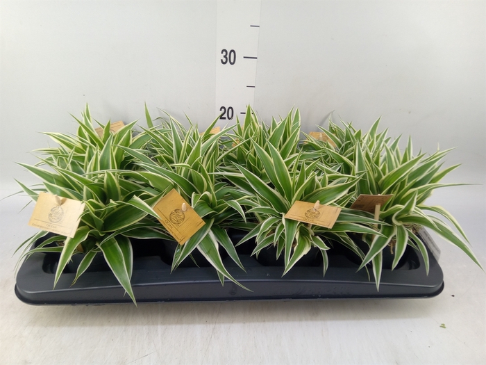 <h4>Chlorophytum com. 'Ocean'</h4>