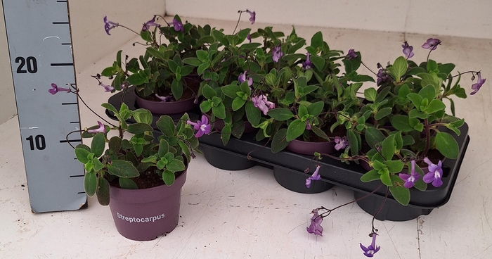 <h4>STREPTOCARP SAXORUM</h4>