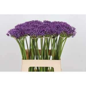 Allium Violet Beauty