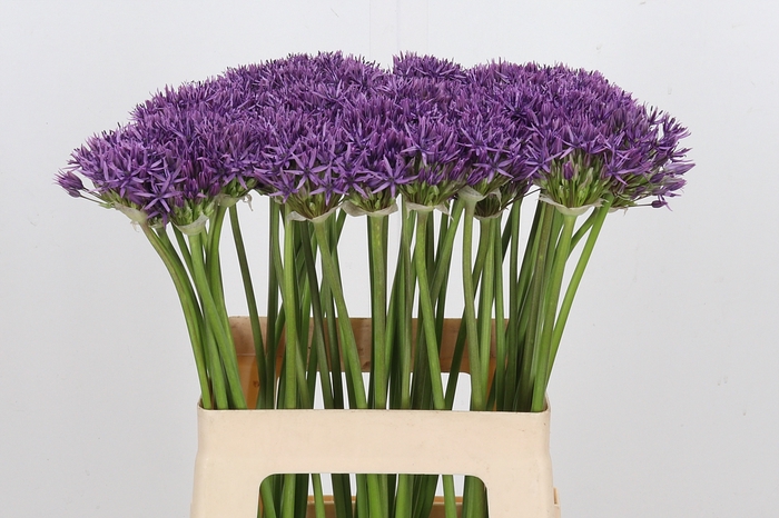 <h4>Allium Violet Beauty</h4>