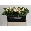 Paeonia Ivory Escort