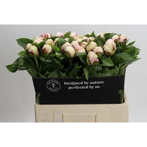 Paeonia Ivory Escort