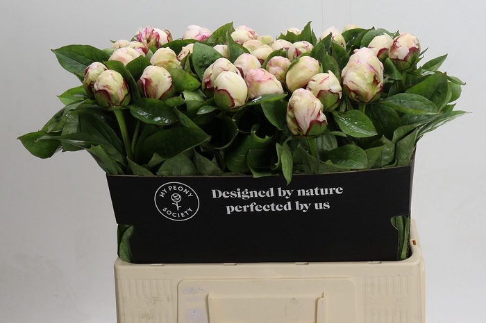 <h4>Paeonia Ivory Escort</h4>