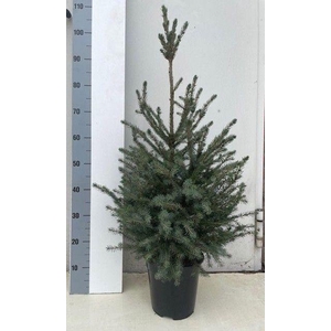 PICEA OMORIKA