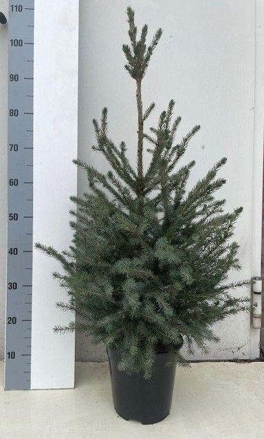 <h4>PICEA OMORIKA</h4>