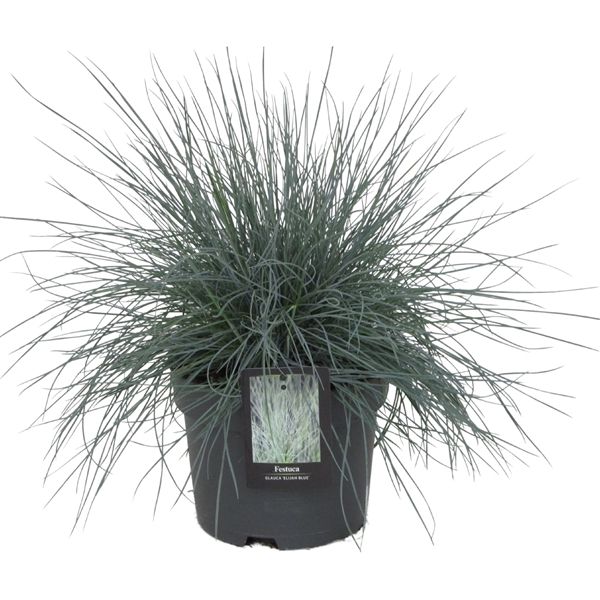 <h4>Festuca Elijah Blue</h4>