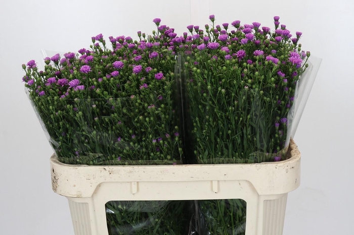 <h4>Aster Casarosa</h4>