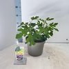 Ficus carica Brown Turkey