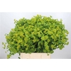 Bupleurum Rotundifol