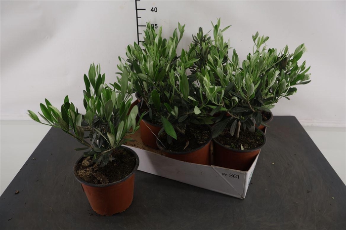 <h4>Olijf 14 Cm. P. Europaea</h4>