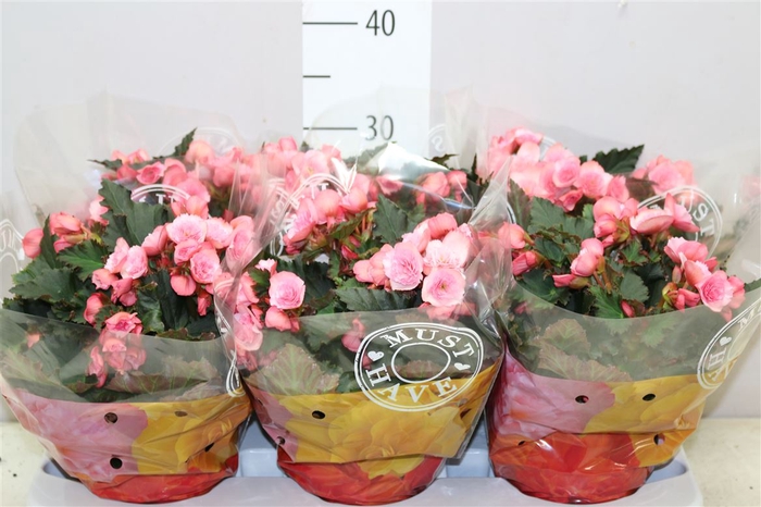<h4>Begonia Du Joy Pink</h4>