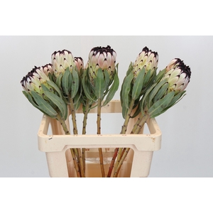 Protea Niobe