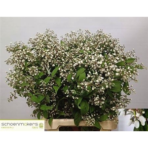 DEUTZIA MAGICAL SPRI