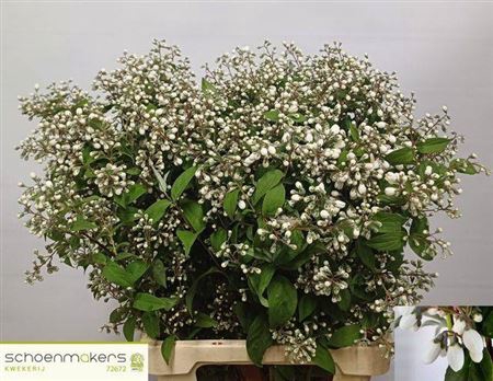 <h4>DEUTZIA MAGICAL SPRI</h4>
