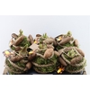 Arr Hipp Mos Pinecone + With Lights