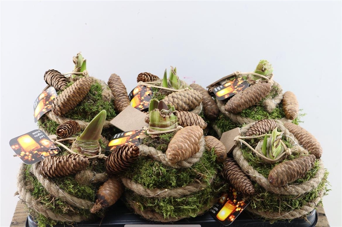Arr Hipp Mos Pinecone + With Lights