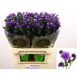Aster N-B 'Astee Dk Milka' 30gr