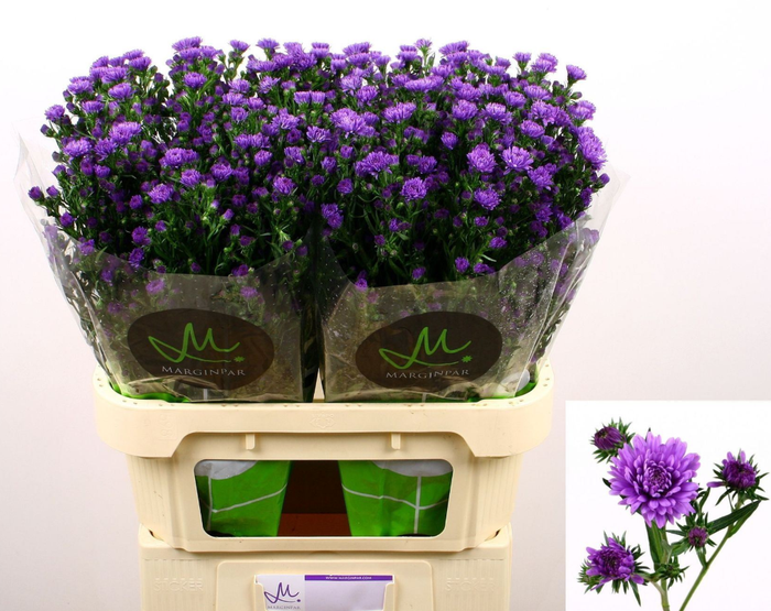 <h4>Aster N-B 'Astee Dk Milka' 30gr</h4>