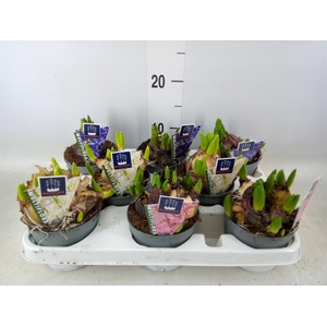 Hyacinthus orie. 'Multifl' ..mix 4
