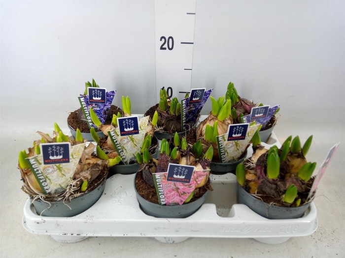<h4>Hyacinthus orie. 'Multifl' ..mix 4</h4>