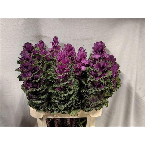 BRASSICA CRANE RUFFLE RED