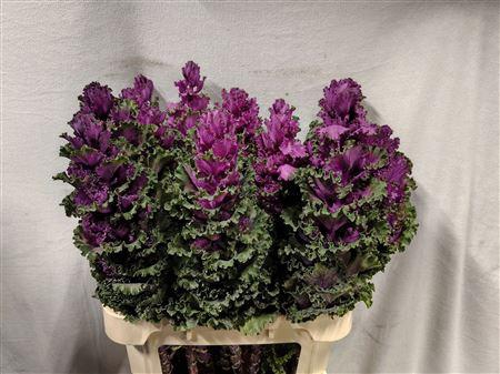 <h4>BRASSICA CRANE RUFFLE RED</h4>