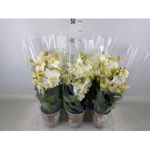 Phalaenopsis multi. 'Ant Lausanne'