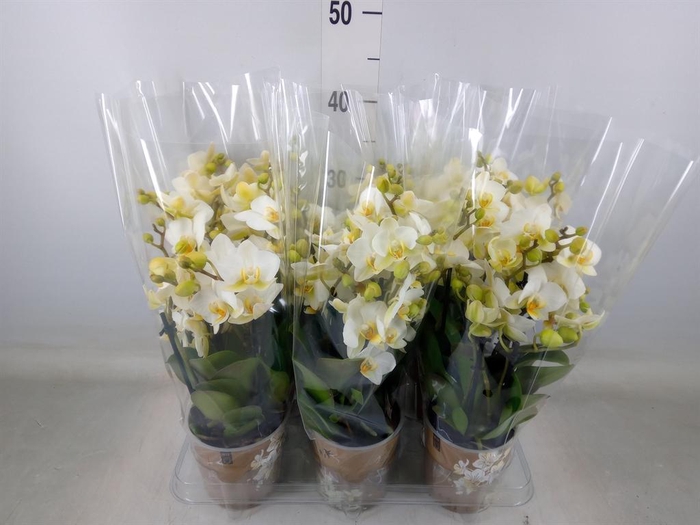 <h4>Phalaenopsis multi. 'Ant Lausanne'</h4>