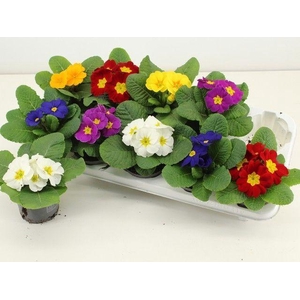 PRIM ACAULIS GEMENGD