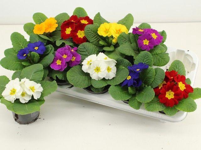 <h4>PRIM ACAULIS GEMENGD</h4>