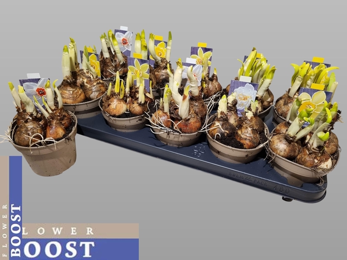 <h4>NARC GEM 5 SRT</h4>