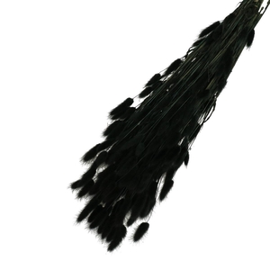 Droogbloem Lagurus 65cm 100g