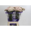Ozothamnus Cooks Tall Pink