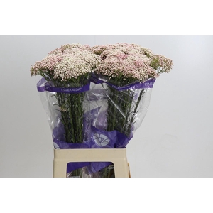 Ozothamnus Cooks Tall Pink