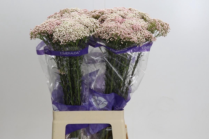 <h4>Ozothamnus Cooks Pink</h4>