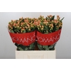 Hypericum Mellow Romance