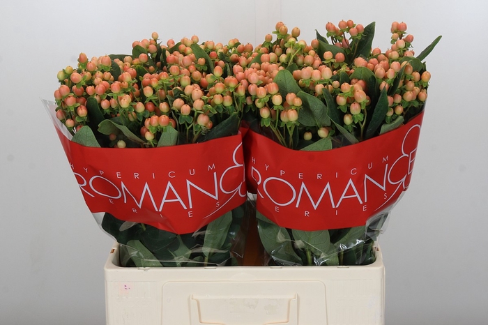 Hypericum Mellow Romance