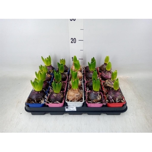 Hyacinthus orie.   ...mix 4