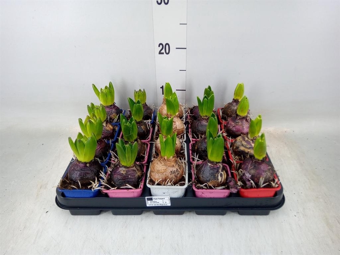 <h4>Hyacinthus orie.   ...mix 4</h4>