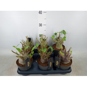 Adenium NB 'Ansu Baobab'