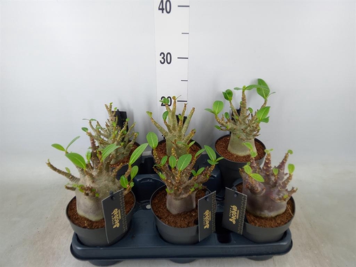 <h4>Adenium NB 'Ansu Baobab'</h4>