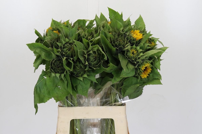 <h4>Helianthus Orange Fire</h4>