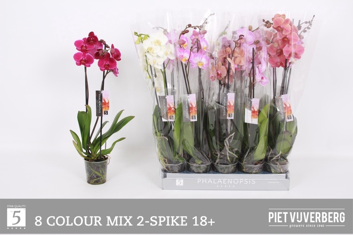 <h4>PHAL GEM 8 KL</h4>